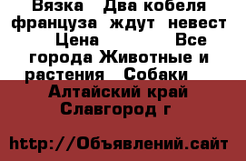  Вязка ! Два кобеля француза ,ждут  невест.. › Цена ­ 11 000 - Все города Животные и растения » Собаки   . Алтайский край,Славгород г.